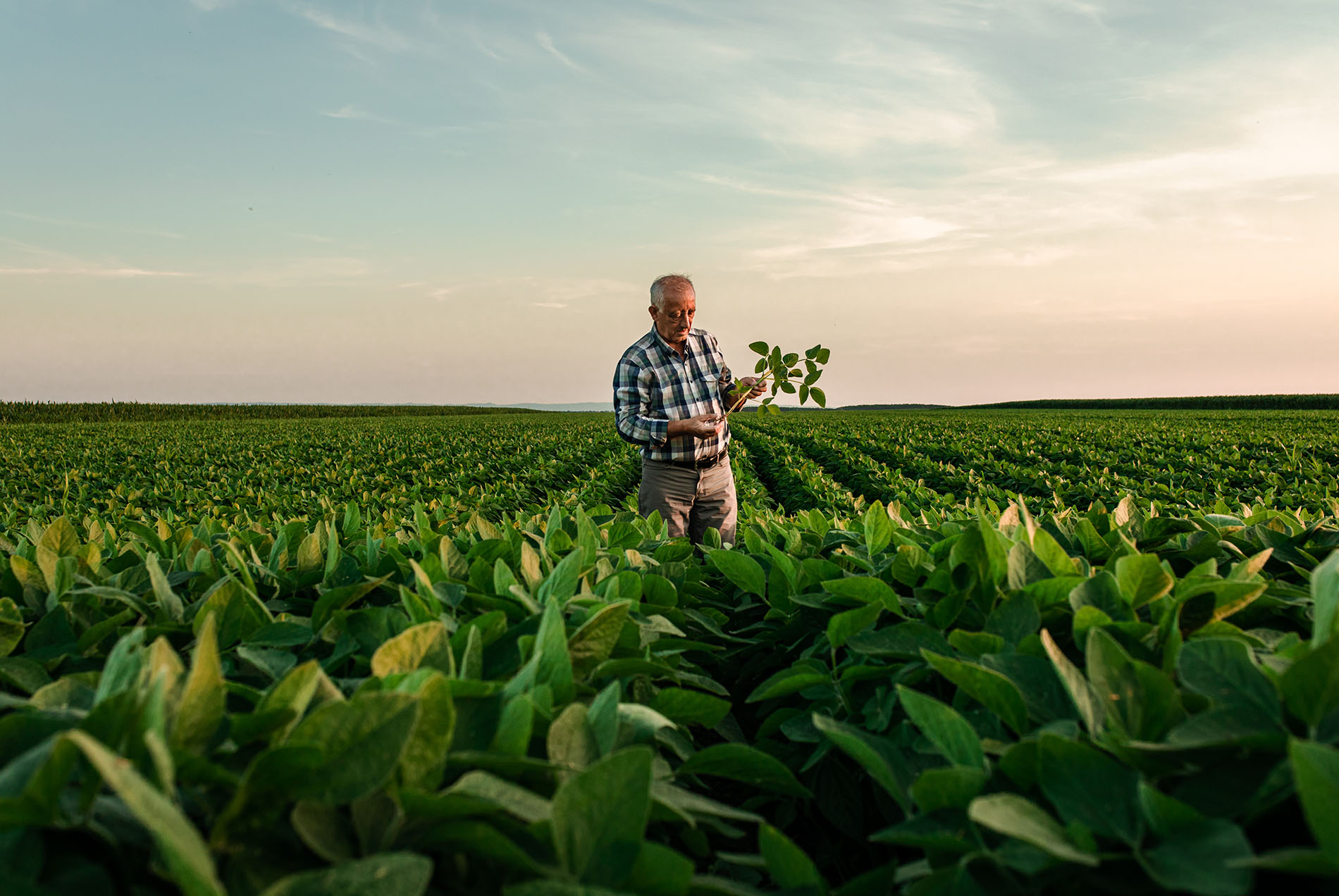 Pourquoi utiliser l'assurance-crédit dans le secteur de l'agriculture et de ces dérivés ?